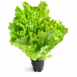 salati-lapu-faseti-2sk-gab